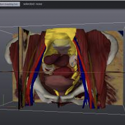 Screenshot of our interactive web application, which allows users to explore linked 2D and 3D anatomy contained in the VSP atlas.