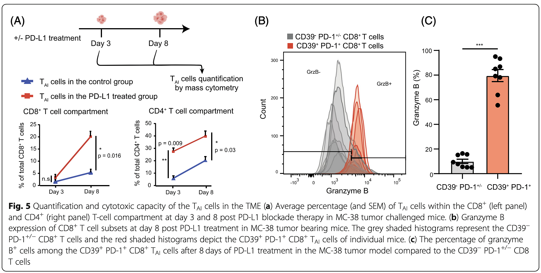 Quantification and cytotoxic capacity of the TAI cells in the TME