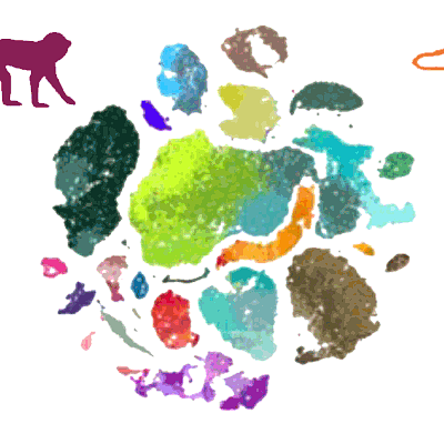 Comparative cellular analysis of motor cortex in human, marmoset and mouse