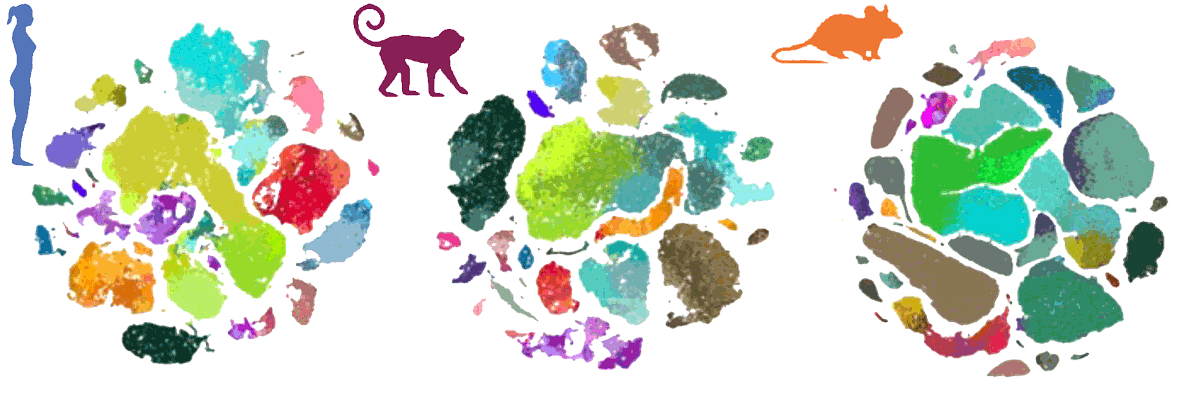 Comparative cellular analysis of motor cortex in human, marmoset and mouse