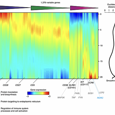 Three kinetic modules of pseudotime-dependent genes (n= 1,376) depicted in a log-variance-stabilized expression heat map, indicating gene-enriched biological processes. Genes confirmed by mass cytometry and flow cytometry are denoted by black labels, and genes involved in TCR signaling are denoted by gray labels. The dashed gray box indicates the coordinated expression profile of TNF, FASL and FYN. Euclidean distance values comparing gene expression profiles for each ordered pair of neighboring cells along the pseudotime trajectory are shown in the graph (right).