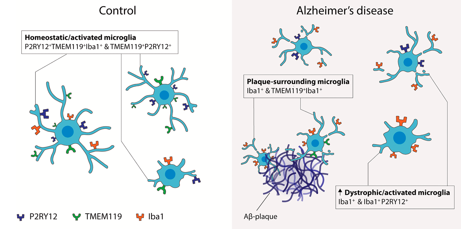 Schematic of observed findings in control and AD patients.