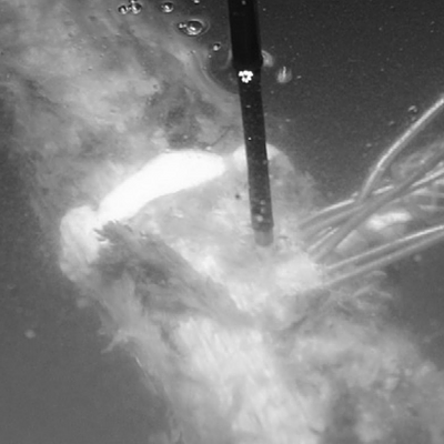 Example of a femur equipped with thermocouples, a close up of the measurement location.