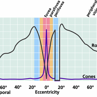 Retinal photoreceptor distribution. Image adapted from Goldstein