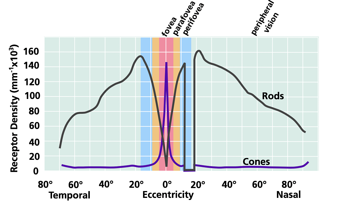 Retinal photoreceptor distribution. Image adapted from Goldstein