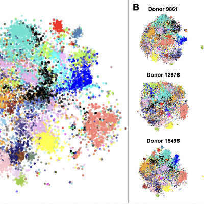 Gene t-SNE maps are robust and reproducible across donors. (A) The combined gene t-SNE map, showing previously reported stable gene modules (23). The map separates the 32 modules and shows their relationships. (B) The gene maps for each of the six donor brains. The maps are made using independent data sets, so they reflect the robustness of spatial gene expression patterns in the human brain. Data was pre-processed as in the original publication (23) to enable direct comparison of the WGCNA modules to the gene t-SNE maps.