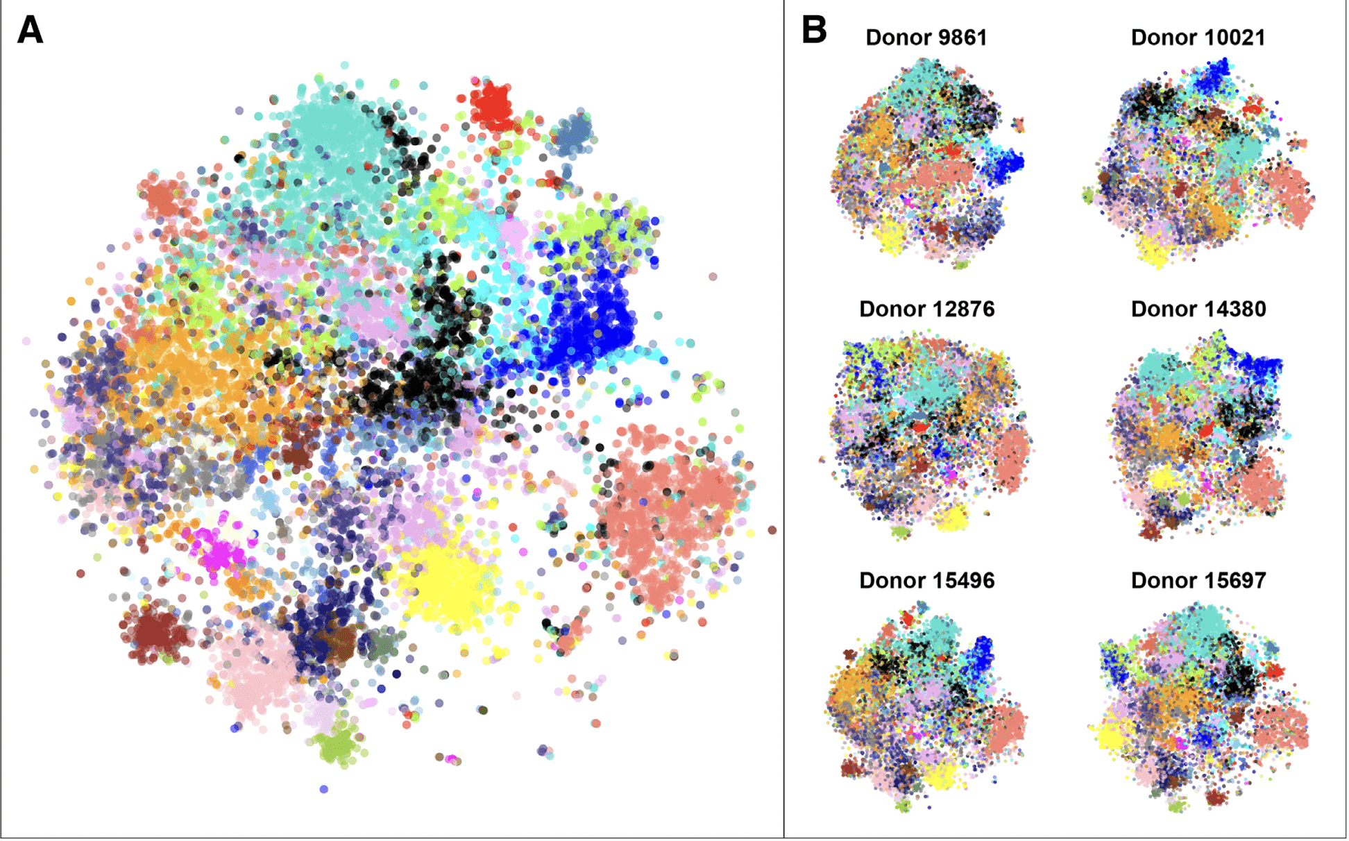 Gene t-SNE maps are robust and reproducible across donors. (A) The combined gene t-SNE map, showing previously reported stable gene modules (23). The map separates the 32 modules and shows their relationships. (B) The gene maps for each of the six donor brains. The maps are made using independent data sets, so they reflect the robustness of spatial gene expression patterns in the human brain. Data was pre-processed as in the original publication (23) to enable direct comparison of the WGCNA modules to the gene t-SNE maps.