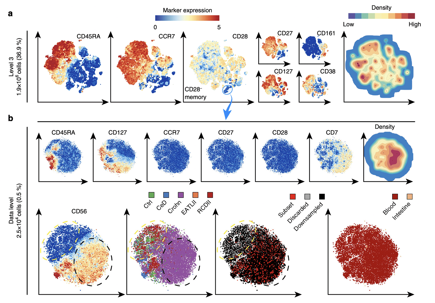 Analysis of the CD4+ T-cell compartment in inflammatory intestinal diseases. a Third HSNE level embedding of the CD4+ T cells (1.4 × 106 cells, selected in Fig. 3). Color and size of landmarks as described in Fig. 3. Right panel shows density features for the level 3 embedding. Blue encirclement indicates selection of landmarks representing CD28−CD4+ T cells. b Embedding of the CD28−CD4+ T cells (2.6 × 104 cells) at single-cell resolution. Bottom-left panel shows yellow and black dashed encirclements based on CD56− and CD56+ expression, respectively. Three bottom-right panels show cells colored according to: (left) from subjects with different disease status (CeD, Crohn, EATLII, RCDII, and controls), (middle) sampling status (annotated subset, discarded by ACCENSE and downsampled) and (right) tissue-of-origin (blood and intestine)
