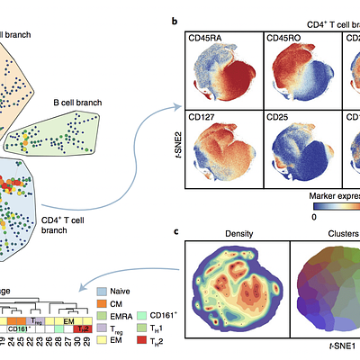 Individually unique and stable immune fingerprints revealed by mass cytometry