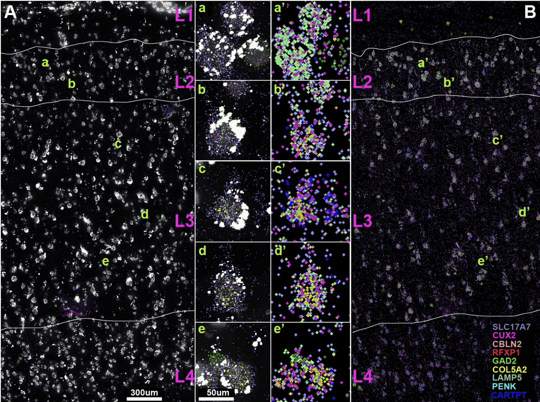  Single molecule (sm)FISH analysis of gene expression levels in human MTG layers 2 and 3