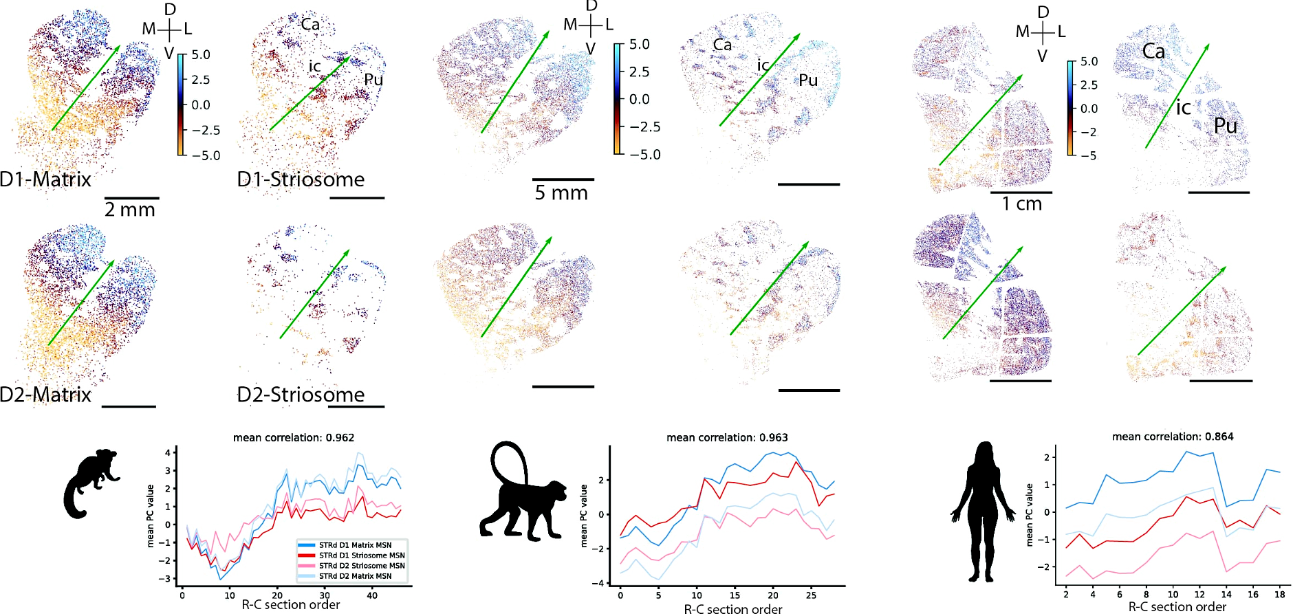 Teaser imager showing cross species spatial gene expression indicating gradient structure of selected genes