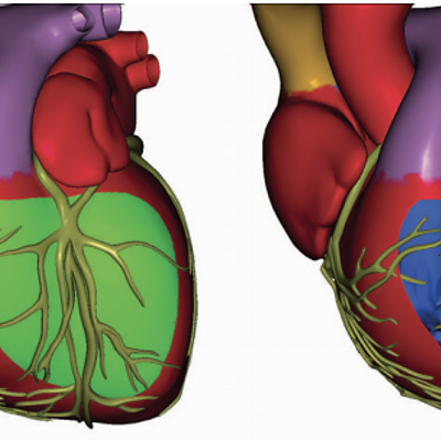 Occlusion-aware cutaway generation. From left to right: User-drawn curve, selected region (shaded green), cutout revealing interior, final illustration using consecutive cutaways.