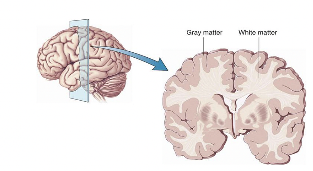 White Matter and Gray Matter in the Human Brain